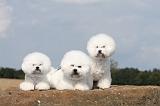 BICHON FRISE 092